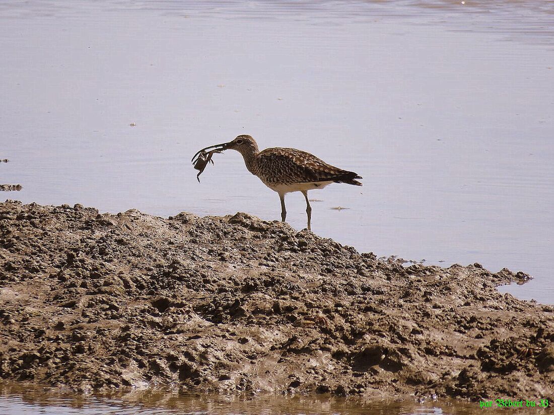 des oiseaux qui ont faim