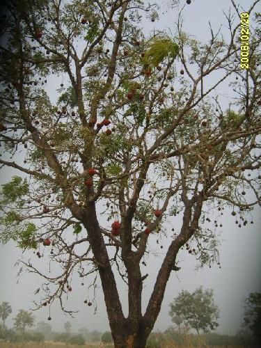 Togo Néré et ses pompons rouges