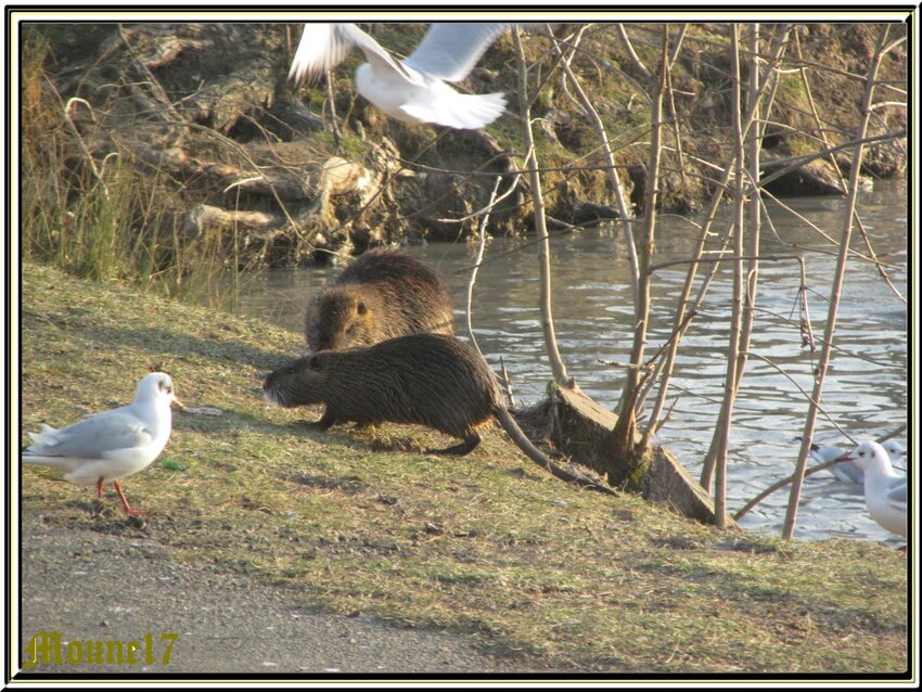 Distribution de nourriture pour les animaux des marais (Rochefort)