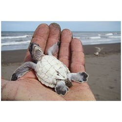 LES TORTUES DU COSTA -RICA