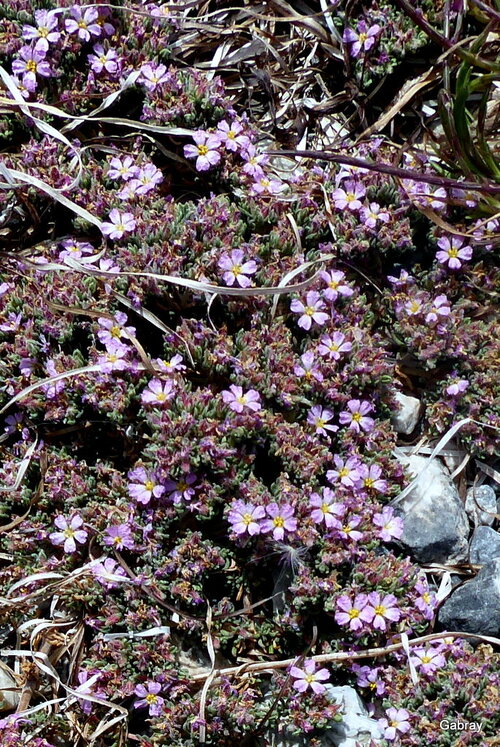 Des petites fleurs au ras du sol !