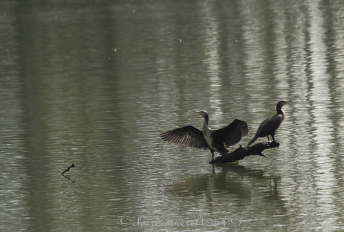 cormorans