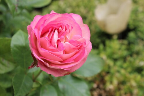 Portes ouvertes du 10,11 et 12 juin 2016: 'Au fil des Roses'- La Rose du Petit Prince   2ème partie