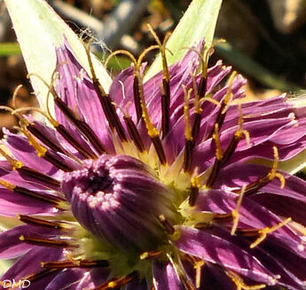 Tragopogon porrifolius  -  salsifis de Provence