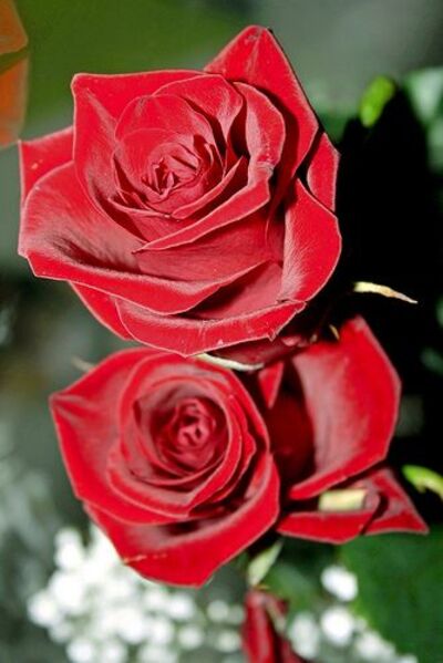 Roses rouges