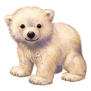ours-blanc.gif