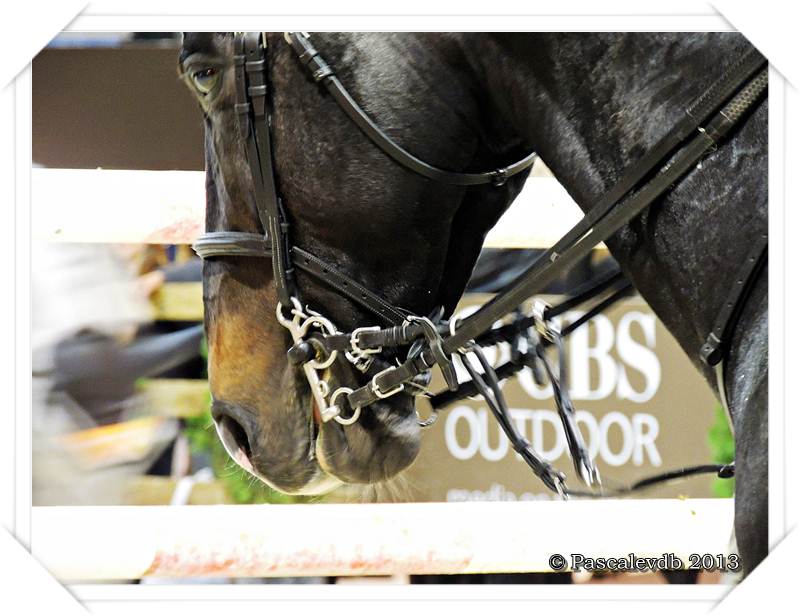 Jumping international de bordeaux - 5/5