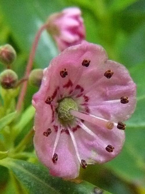 Fleurs cultivées ; Kalmia