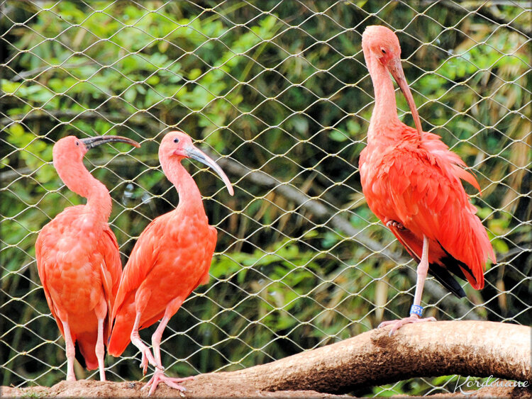 Photo Ibis rouge (Zoo de Doué la Fontaine)