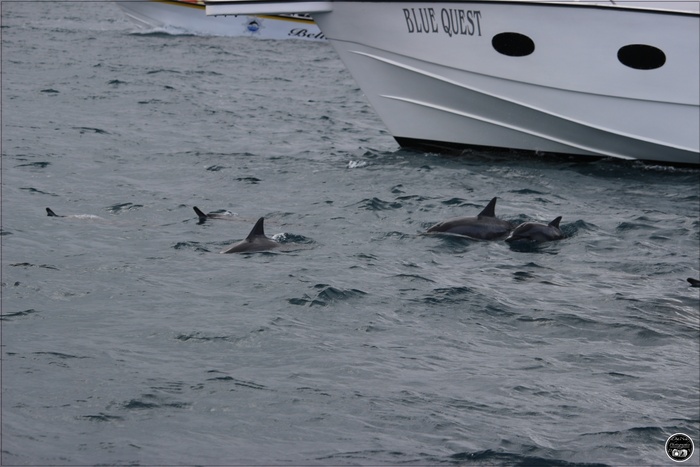 Nage avec les dauphins, à l'île Maurice