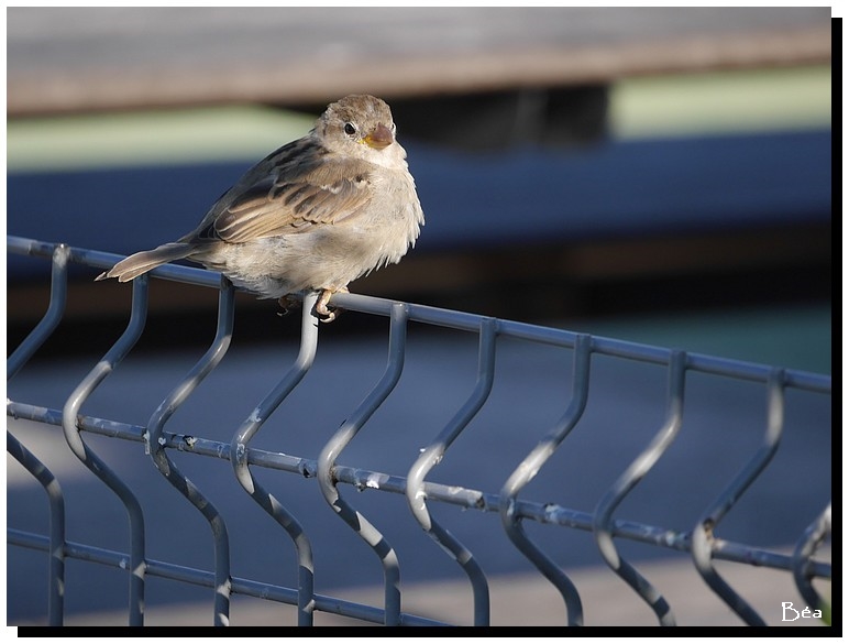 Comme l'oiseau