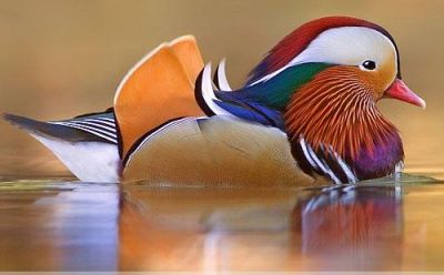 Canard Mandarin