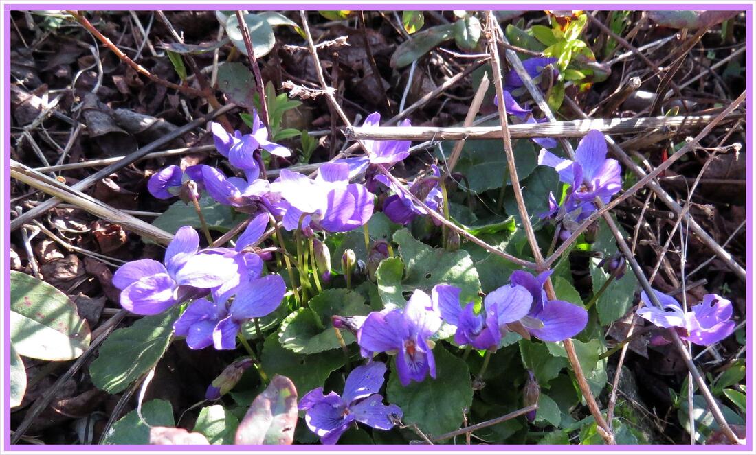 Petites violettes de mars