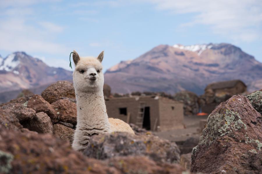 Alpaca MTB Challenge