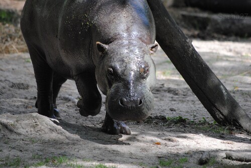(8) L'hippopotame nain.