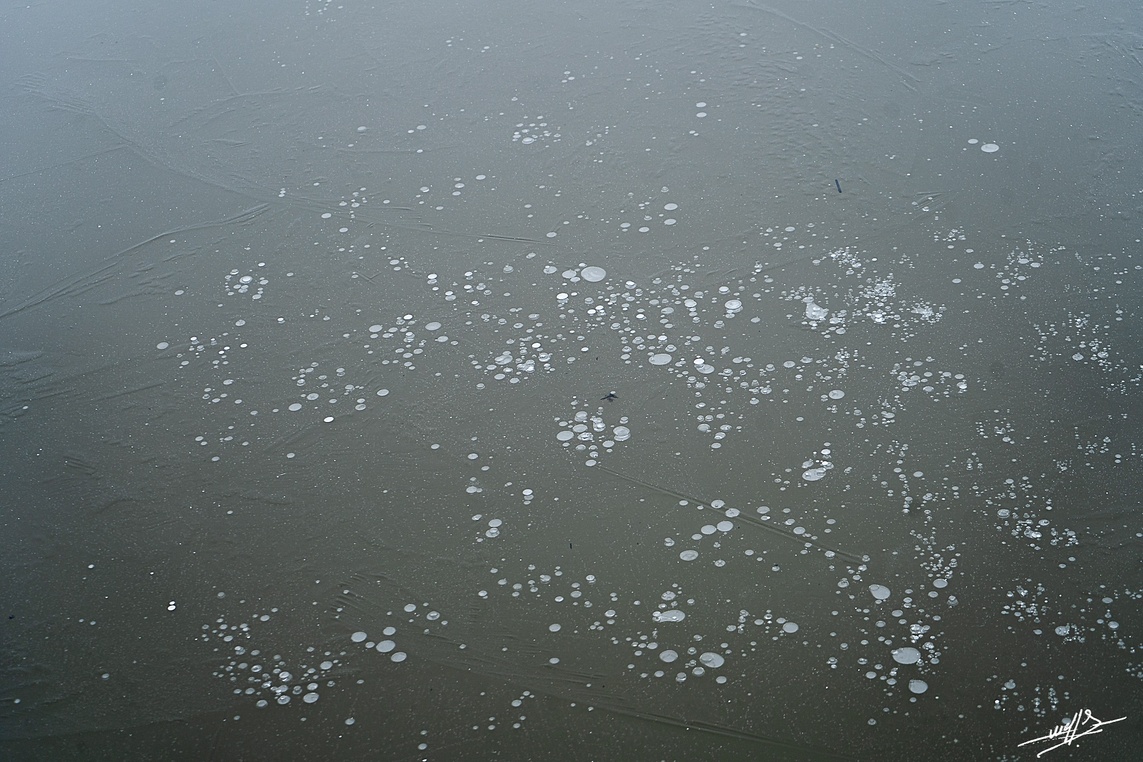 Les étangs de Bresse par un temps de gel (fin)