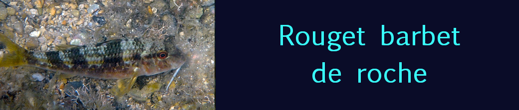 rouget barbet de roche