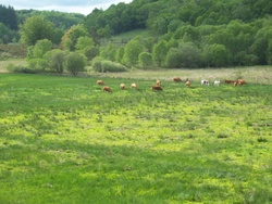 Anes de Vassivière, yourtes et Haut Limousin
