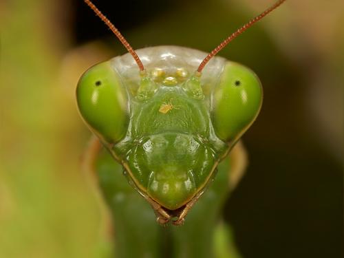 FASCINATION Un insecte fascinant qui vous suit du regard