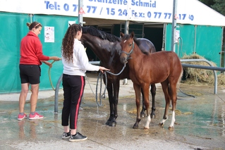 Team LMs, Laurène, équitation, SHF, Sologn' Pony, Ja Kette des Réneries, Neti Kette D Réneries, élevage des Réneries