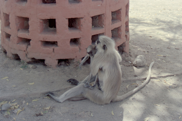 4 mars 1992 : Les singes sacrés d'Hanuman