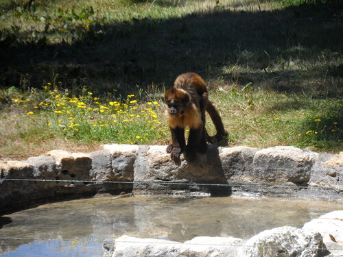 Zoo de la Palmyre (suite)