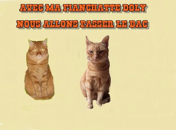 le bac des chats