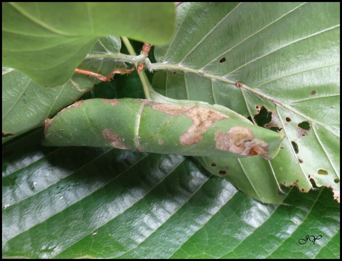 Ectropis crepuscularia.