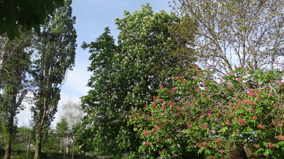 Je suis desendue dans mon ..Jardin !!