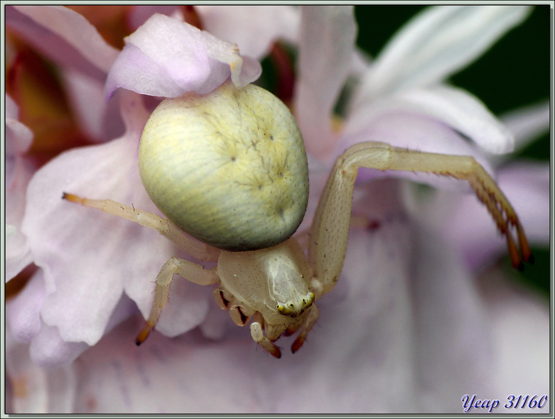 Araignée crabe Thomise variable (Misumena vatia) - Lartigau - Milhas - 31