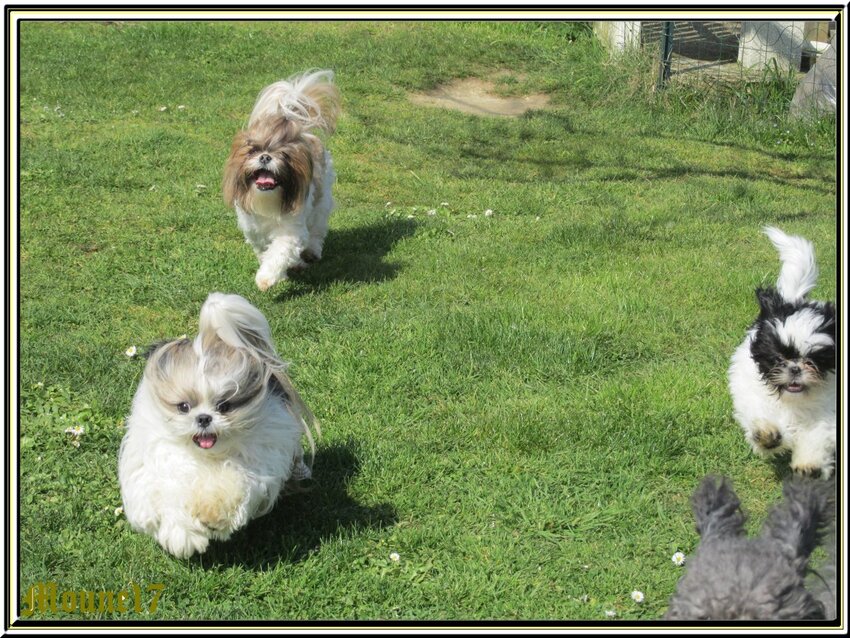 3 shih tzu et un caniche