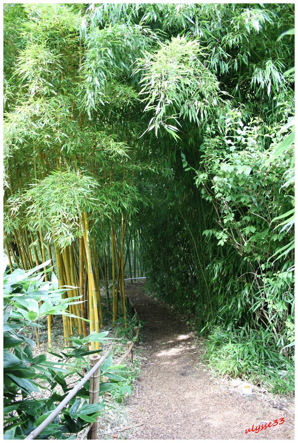 Bambouseraie de Buisson-Cadoin