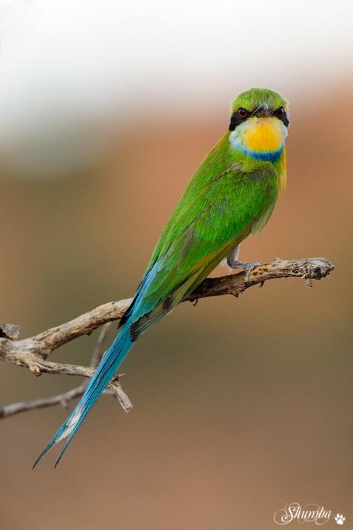 Birds of the Kgalagadi