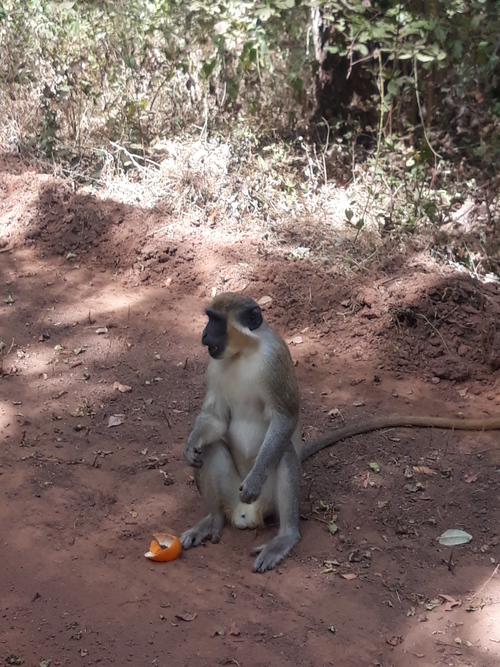 2ème jour: Visite de la réserve du Niokolo-Koba et arrivée à Kédougou