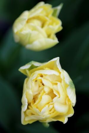 Tulipes Promesse de Fleurs (3/3) : Verona + Inzell