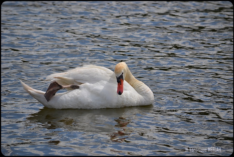 Rambouillet : Il suffira d'un cygne