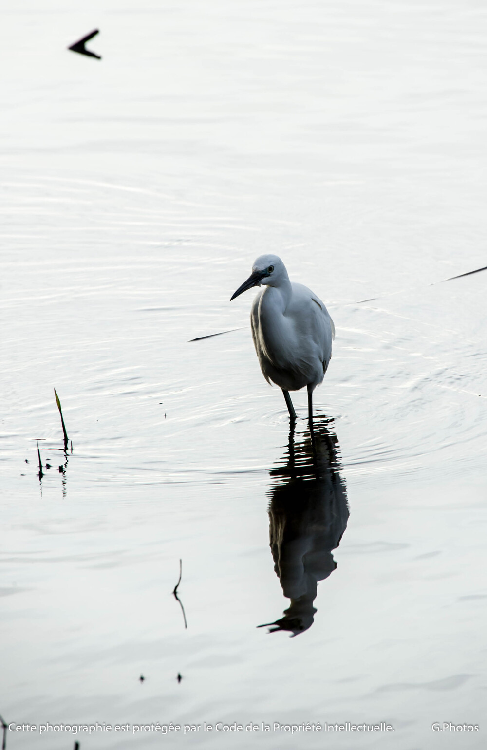 L'Aigrette Garzette