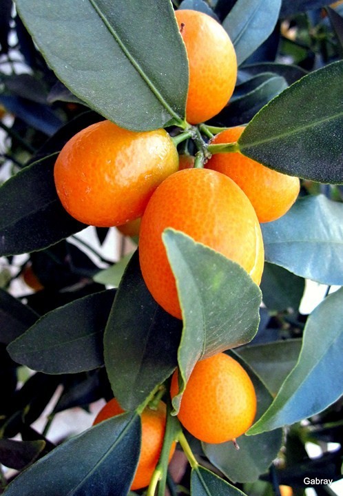 z01 - Kumquat