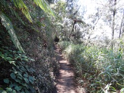 Le sentier forestier conduisant au Semeru (3 676m) à travers le parc national