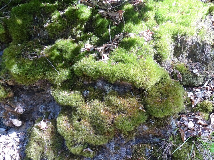 Etang de la forêt à Brandivy - Marcher dans la forêt en immersion