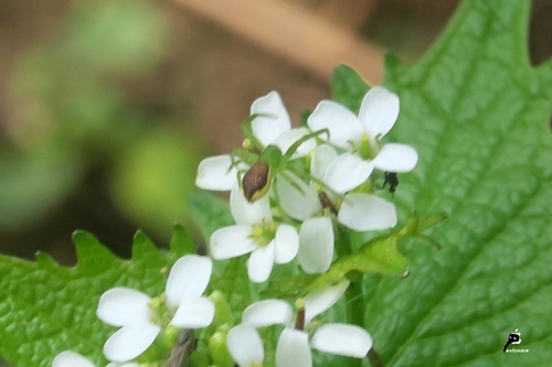 arachnides diverses 