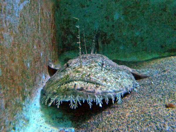 Banyuls - Aquarium Baudroie ou Lotte