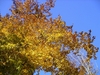 fall colors trees 12