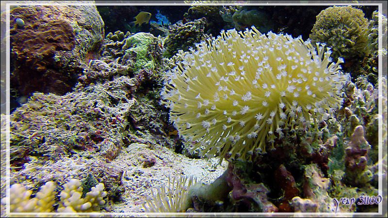 Corail champignon, Toadstool coral (Sarcophyton glaucum) -  Kuda Faru Thila - Atoll d'Ari - Maldives