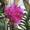 Salle des orchidées  - Botanic Garden des US - WDC