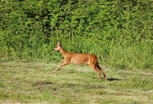 Chevreuils dans mon jardin