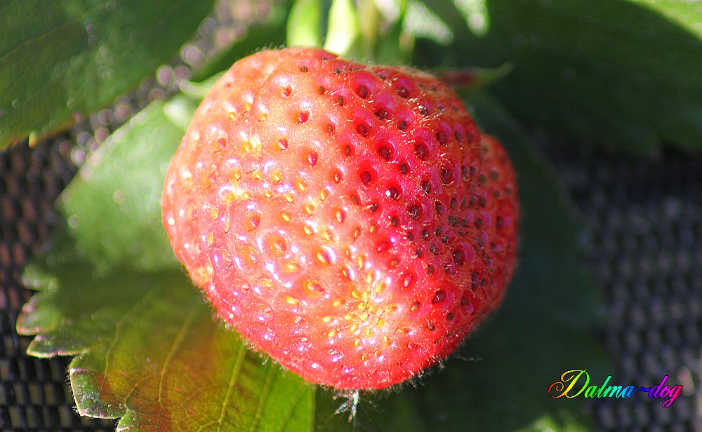 première fraise du jardin 