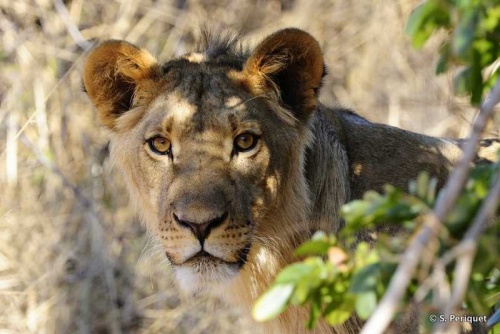 Lion cubs