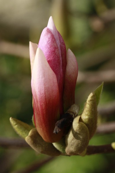 Magnolia-3