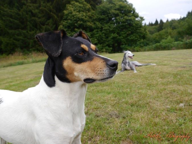 Hautes-Alpes: le refuge pour animaux One love cherche des bras à Eygliers   Le refuge pour animaux One love cherche des bras à Eygliers pour venir en  aide à Crunch le lapin